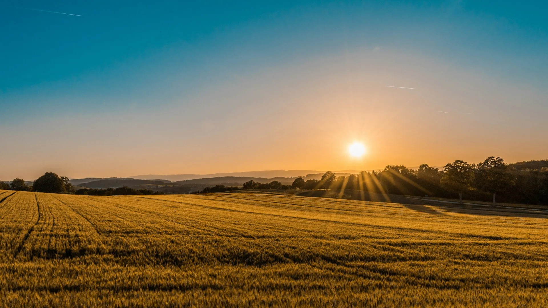Illustrative meadow at sunrise