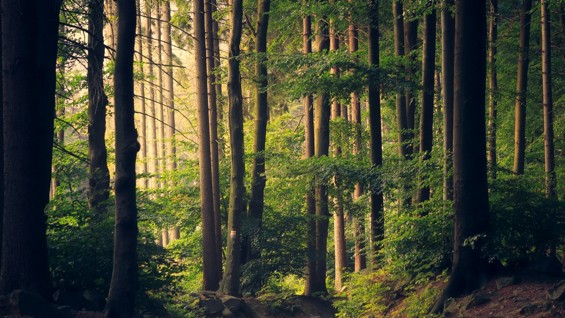Illustrative landscape for Woodland Retreat — Hinjawadi